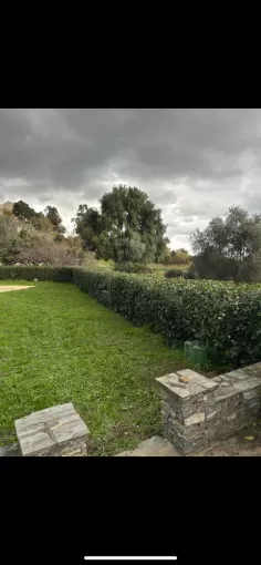 Taille de haie particulier à Cervione , San-Nicolao Moriani, BERENI ENTRETIEN