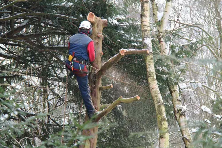 Haubanage d'un arbre qui tombe, San-Nicolao Moriani, BERENI ENTRETIEN