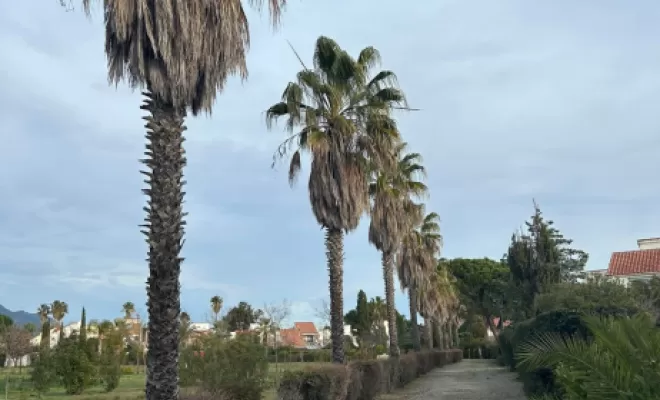 Elagage de palmiers a Linguizzetta , San-Nicolao Moriani, BERENI ENTRETIEN
