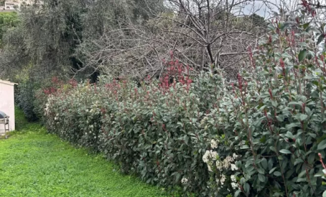 Taille de haie particulier à Cervione , San-Nicolao Moriani, BERENI ENTRETIEN