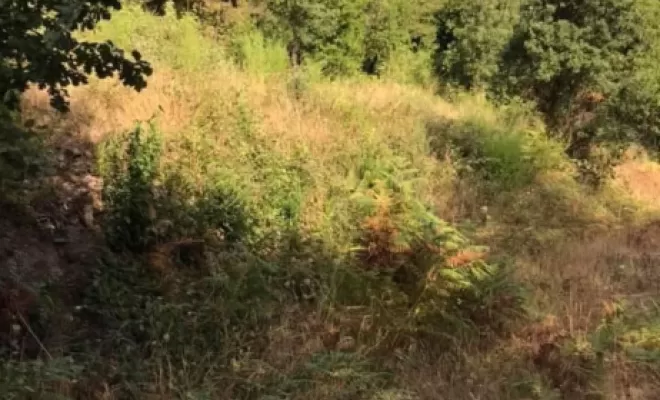 Entretien de terrain a Cervione, San-Nicolao Moriani, BERENI ENTRETIEN