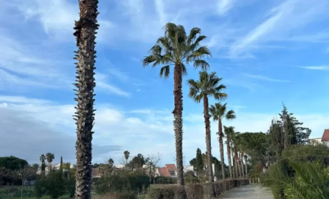 Elagage de palmiers a Linguizzetta , San-Nicolao Moriani, BERENI ENTRETIEN